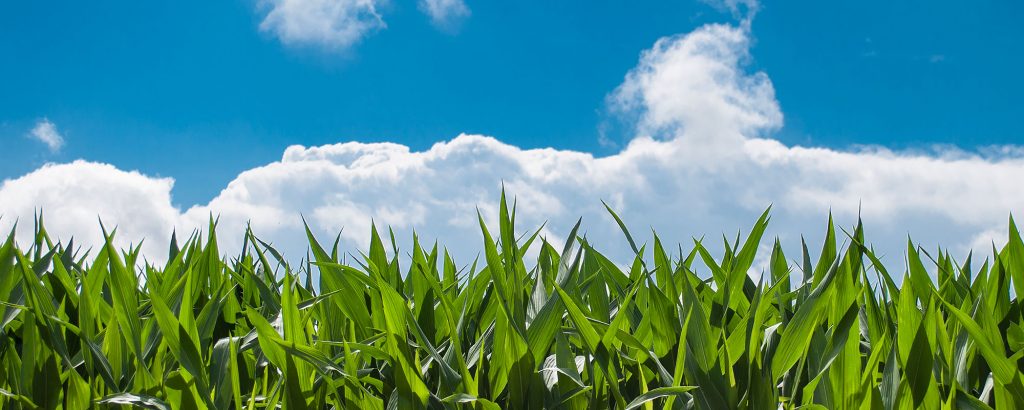Närbild av ett majsfält under blå himmel med vita moln, symboliserar råvara för biobaserad plast.